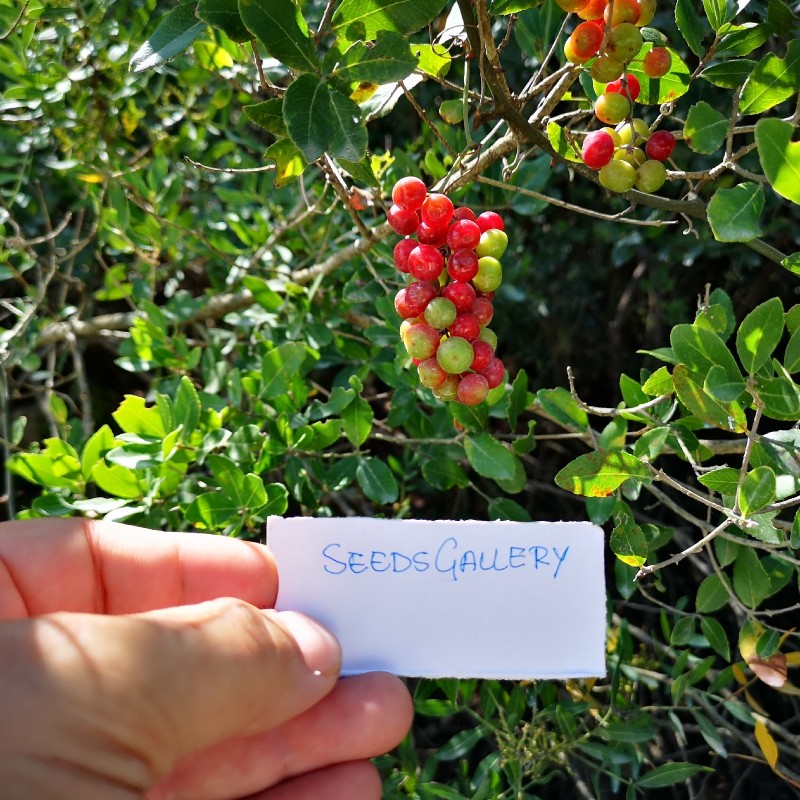 Price: €2.049999 - Common Smilax, Rough Bindweed Seeds (Smilax aspera) - Seeds Gallery