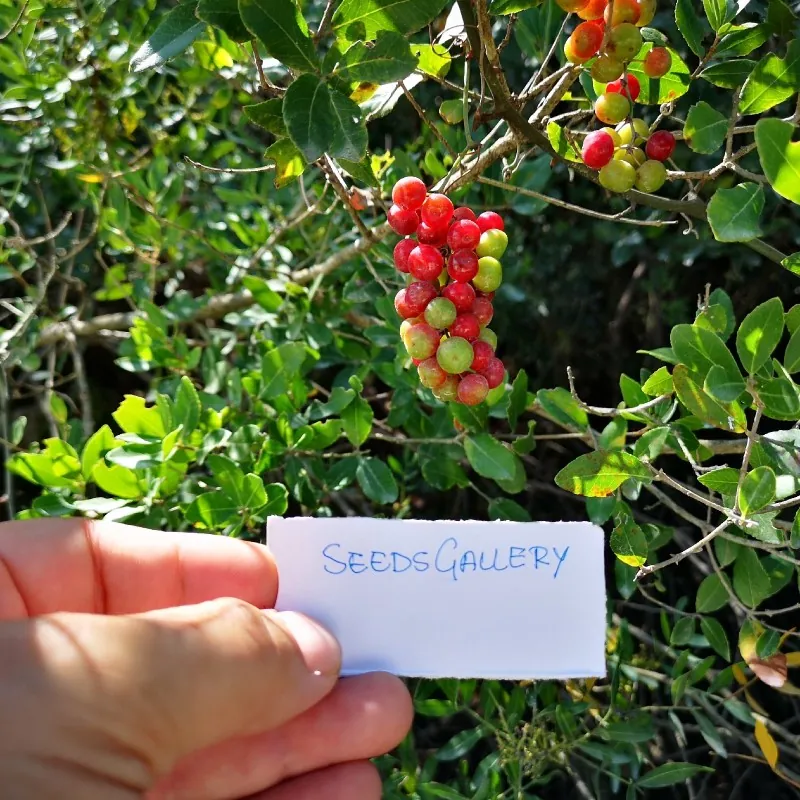 Graines Salsepareille ou Salsepareille d'Europe (Smilax aspera L.)