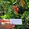 Graines Salsepareille ou Salsepareille d'Europe (Smilax aspera L.)