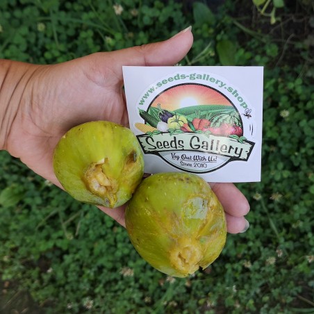 Price: €1.95 - Giant White fig seeds from Dalmatia - Seeds Gallery