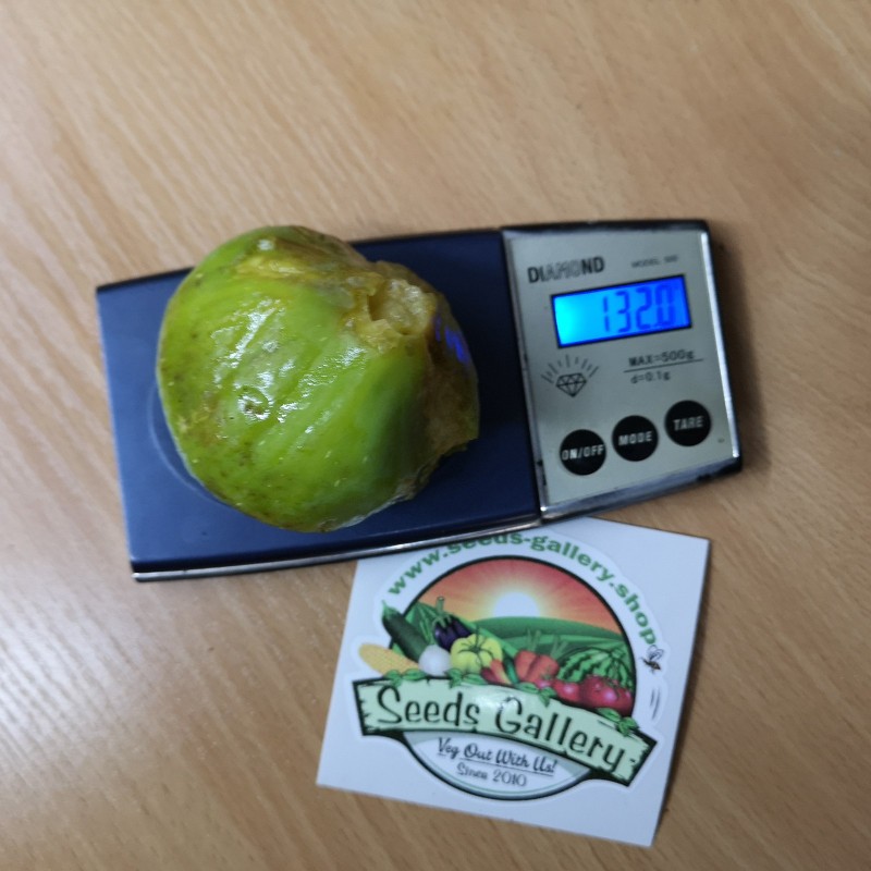 Price: €1.95 - Giant White fig seeds from Dalmatia - Seeds Gallery