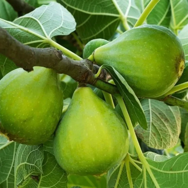 Dzinovska smokva seme, sjeme bjelica (iz Hercegovine)