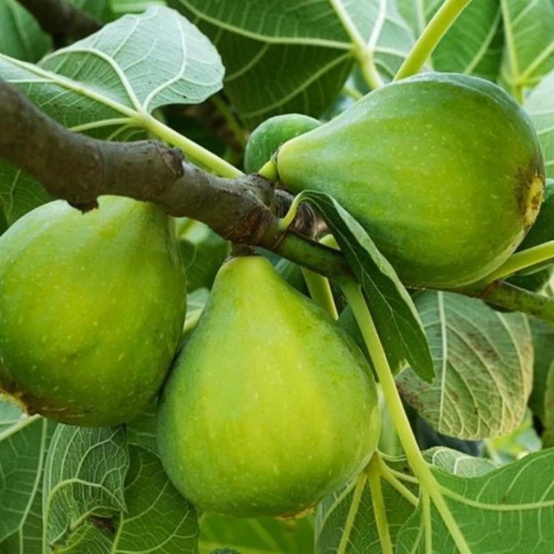 Price: €1.95 - Semillas de higo blanco gigante de Dalmacia - Seeds Gallery