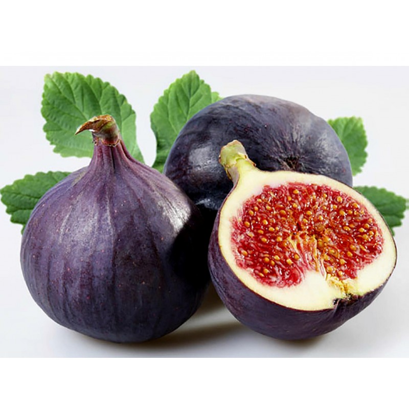 Price: €2.15 - Griechische Feigensamen Royal Black - Seeds Gallery