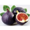 Price: €2.15 - Griechische Feigensamen Royal Black - Seeds Gallery
