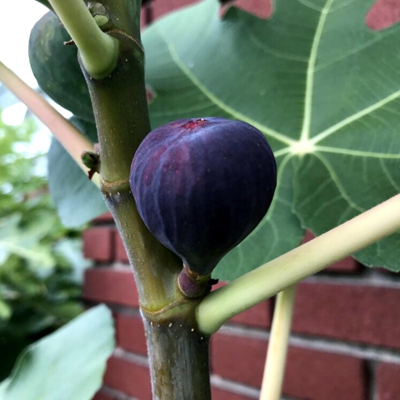 Price: €2.15 - Griechische Feigensamen Royal Black - Seeds Gallery