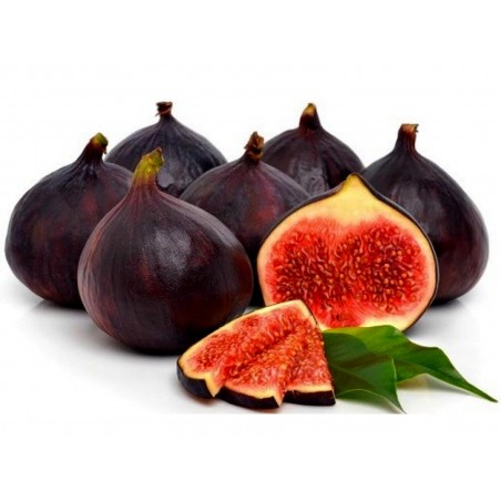 Price: €2.15 - Griechische Feigensamen Royal Black - Seeds Gallery