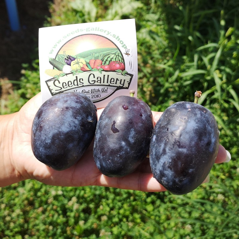 Price: €2.55 - بذور البرقوق البوسنية العملاقة (Prunus domestica) - Seeds Gallery