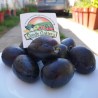 Price: €2.55 - Graines de prunier géant de Bosnie (Prunus domestica) - Seeds Gallery