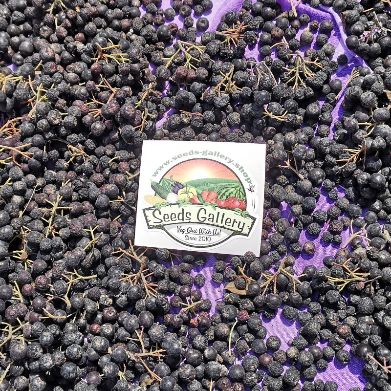 Price: €1.25 - Bobice aronije cele osušene 50g (Aronia melanocarpa) - Seeds Gallery