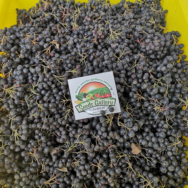 Price: €1.25 - أرونيا توت كامل مجفف 50 جرام (Aronia melanocarpa) - Seeds Gallery