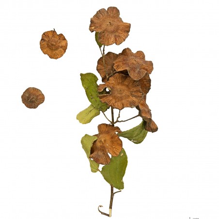 Price: €1.55 - Jerusalem thorn, Christ's thorn Seeds (Paliurus spina-christi) - 