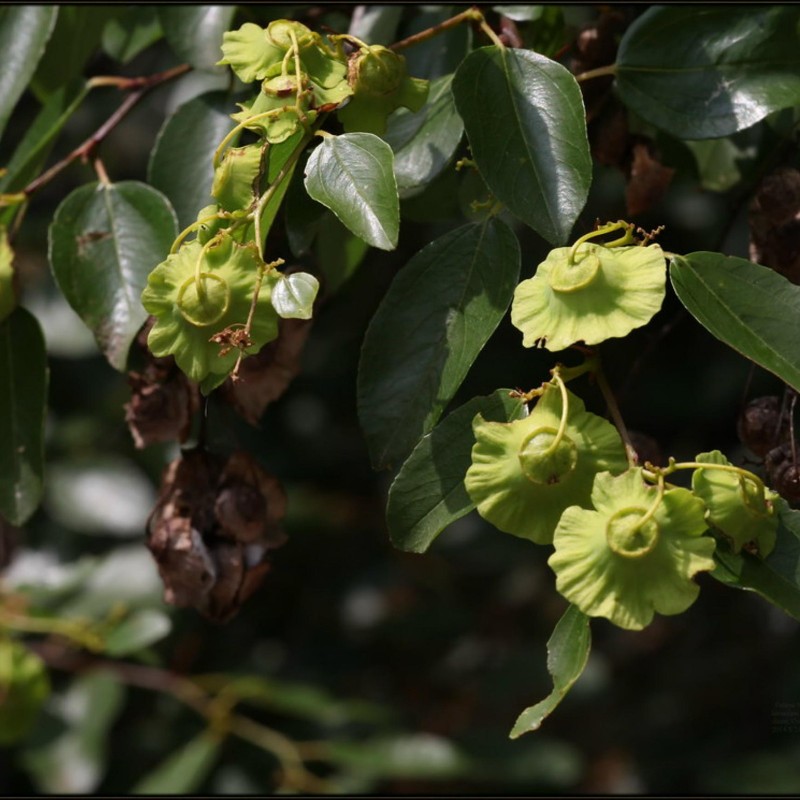 Price: €1.55 - Jerusalem thorn, Christ's thorn Seeds (Paliurus spina-christi) - 