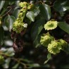 Price: €1.55 - Jerusalem thorn, Christ's thorn Seeds (Paliurus spina-christi) - 