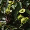 Semi di La Marruca (Paliurus spina-christi)