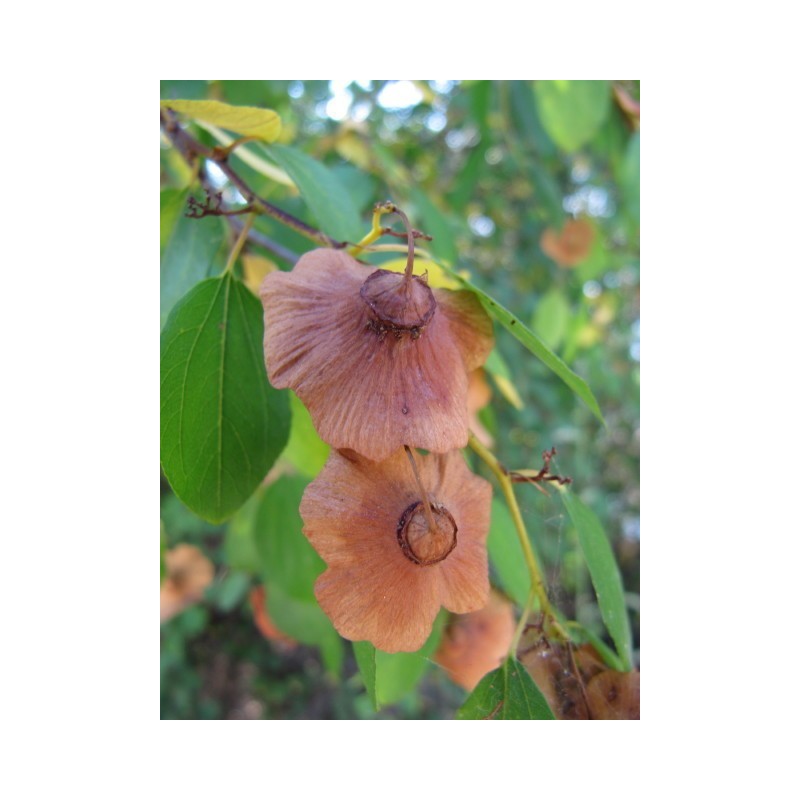 Price: €1.55 - Jerusalem thorn, Christ's thorn Seeds (Paliurus spina-christi) - 