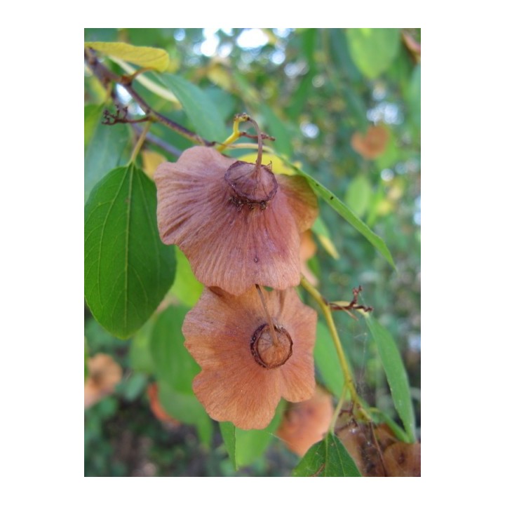 Dwukolczak śródziemnomorski Nasiona (Paliurus spina-christi) - 1.55