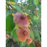 Price: €1.55 - Jerusalem thorn, Christ's thorn Seeds (Paliurus spina-christi) - 