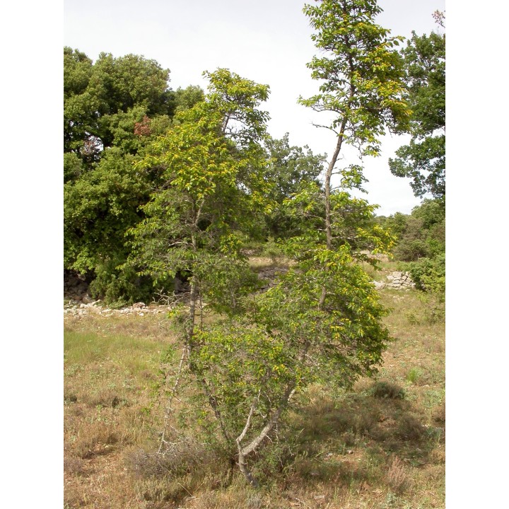 Dwukolczak śródziemnomorski Nasiona (Paliurus spina-christi) - 1.55