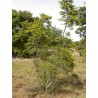 Price: €1.55 - Jerusalem thorn, Christ's thorn Seeds (Paliurus spina-christi) - 