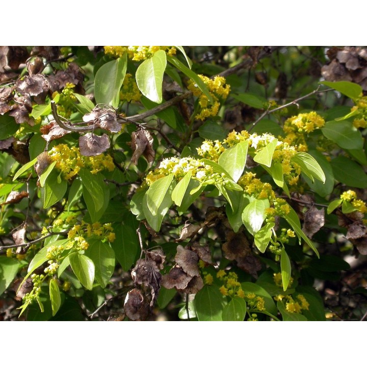 Dwukolczak śródziemnomorski Nasiona (Paliurus spina-christi) - 1.55