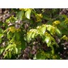 Price: €1.55 - Jerusalem thorn, Christ's thorn Seeds (Paliurus spina-christi) - 