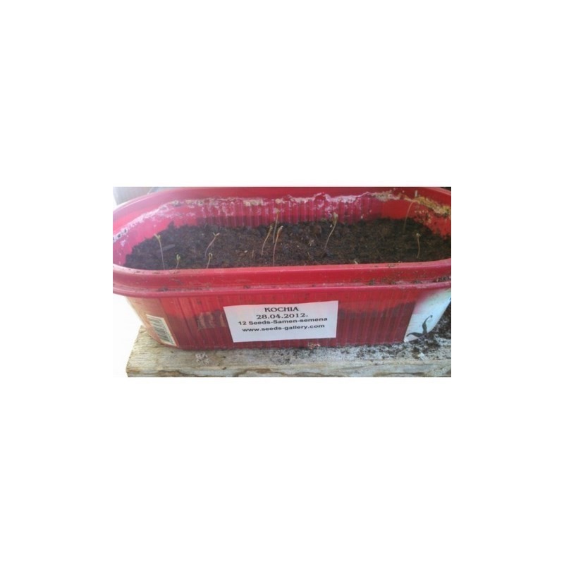 Price: €1.5 - Semi di Cipresso d'estate (Kochia Scoparia) - 