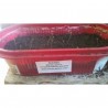 Price: €1.5 - Semi di Cipresso d'estate (Kochia Scoparia) - 