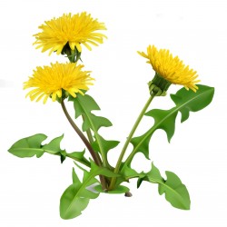 Price: €1.85 - Maskrossläktet Frö (Taraxacum officinale) - 