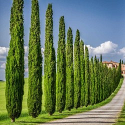 Price: €1.75 - Mittelmeer-Zypresse Samen (Cupressus sempervirens) - 