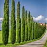 Price: €1.75 - Semi di cipresso comune (Cupressus sempervirens) - 