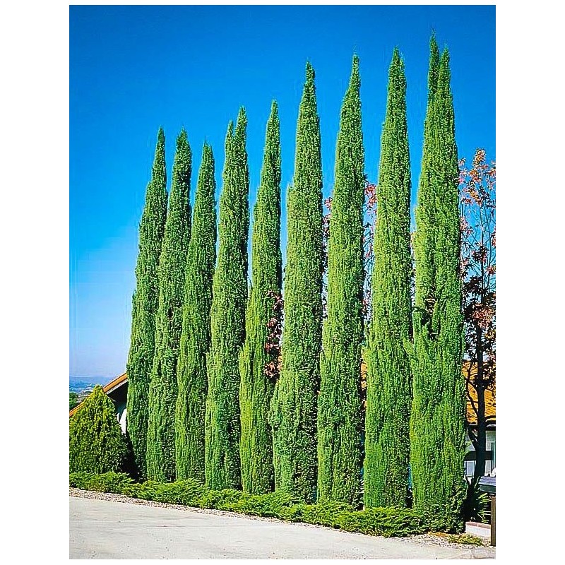 Price: €1.75 - Semi di cipresso comune (Cupressus sempervirens) - 