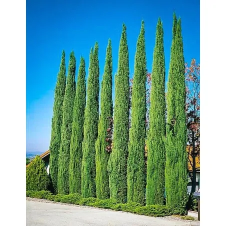 Mediteranski Čempres Seme (Cupressus sempervirens)