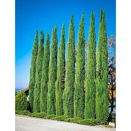 Price: €1.75 - Semi di cipresso comune (Cupressus sempervirens) -