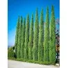 Mediteranski Čempres Seme (Cupressus sempervirens)