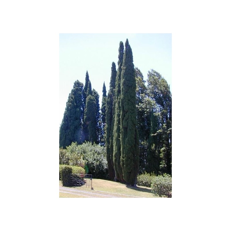 Price: €1.75 - Semi di cipresso comune (Cupressus sempervirens) - 