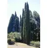 Mediteranski Čempres Seme (Cupressus sempervirens)