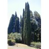 Price: €1.75 - Semi di cipresso comune (Cupressus sempervirens) - 