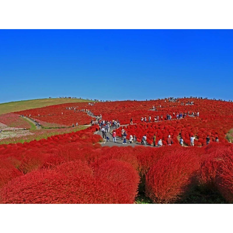 Price: €1.5 - Semi di Cipresso d'estate (Kochia Scoparia) - 