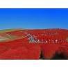 Price: €1.5 - Semi di Cipresso d'estate (Kochia Scoparia) - 