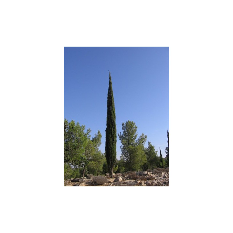 Price: €1.75 - Semi di cipresso comune (Cupressus sempervirens) - 