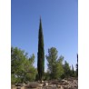 Price: €1.75 - Mittelmeer-Zypresse Samen (Cupressus sempervirens) - 