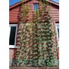 Price: €1.85 - Semi di LUPPOLO (Humulus lupulus) - 