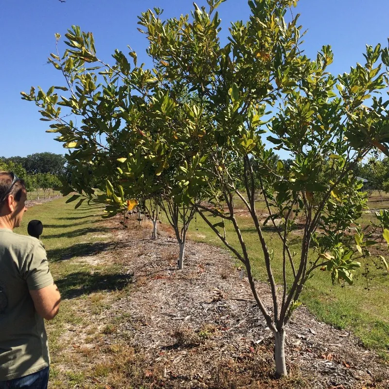 Graines de Noyer du Queensland (Macadamia integrifolia)