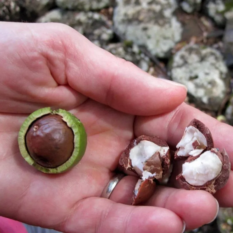 Graines de Noyer du Queensland (Macadamia integrifolia)