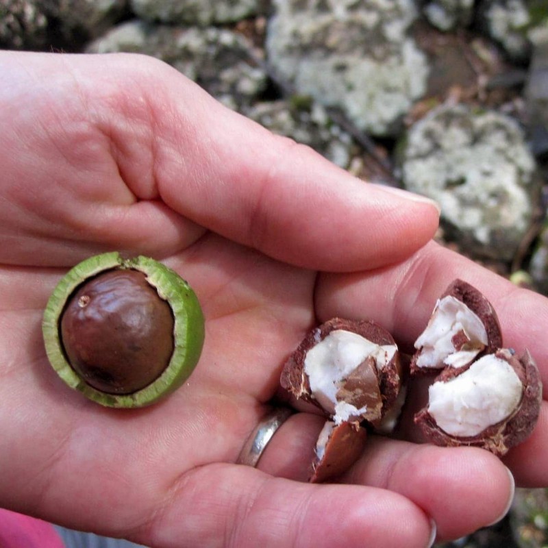 Sementes de Nogueira-Macadâmia (Macadamia integrifolia)