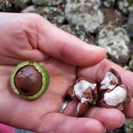 Sementes de Nogueira-Macadâmia (Macadamia integrifolia)