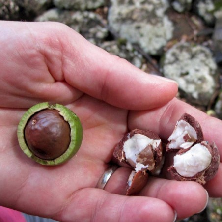 Price: €2.05 - Semillas de Nuez De Macadamia (Macadamia integrifolia) -