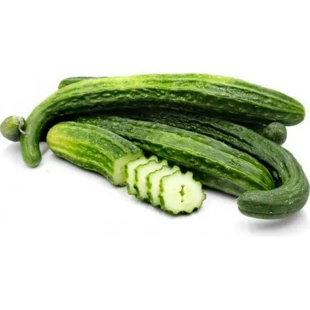 Semillas de pepino Suyo Long
