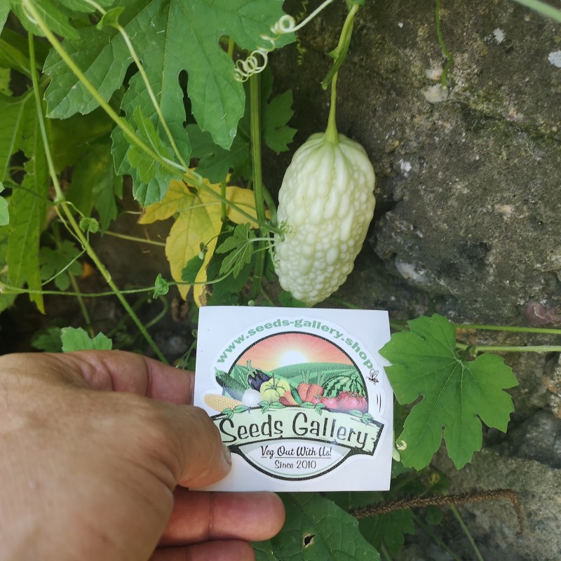 Price: €6.5 - Semi di Charantea Bianco (Momordica charantia) - Seeds Gallery